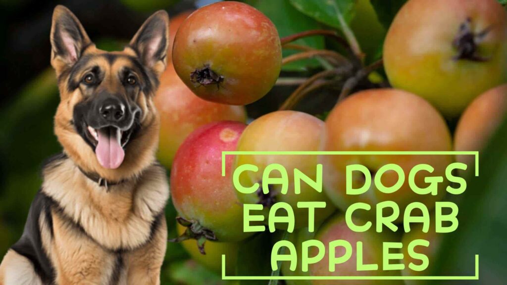 Can Dogs Eat Crab Apples