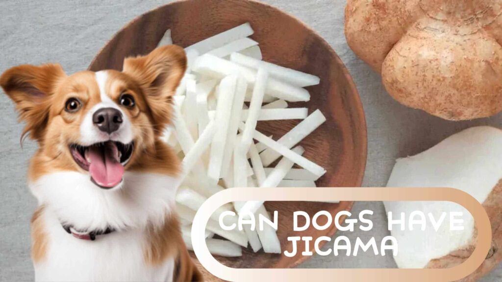 can dogs have jicama