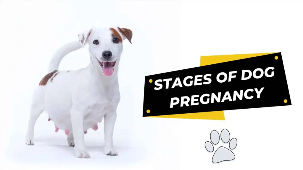 stages of dog pregnancy