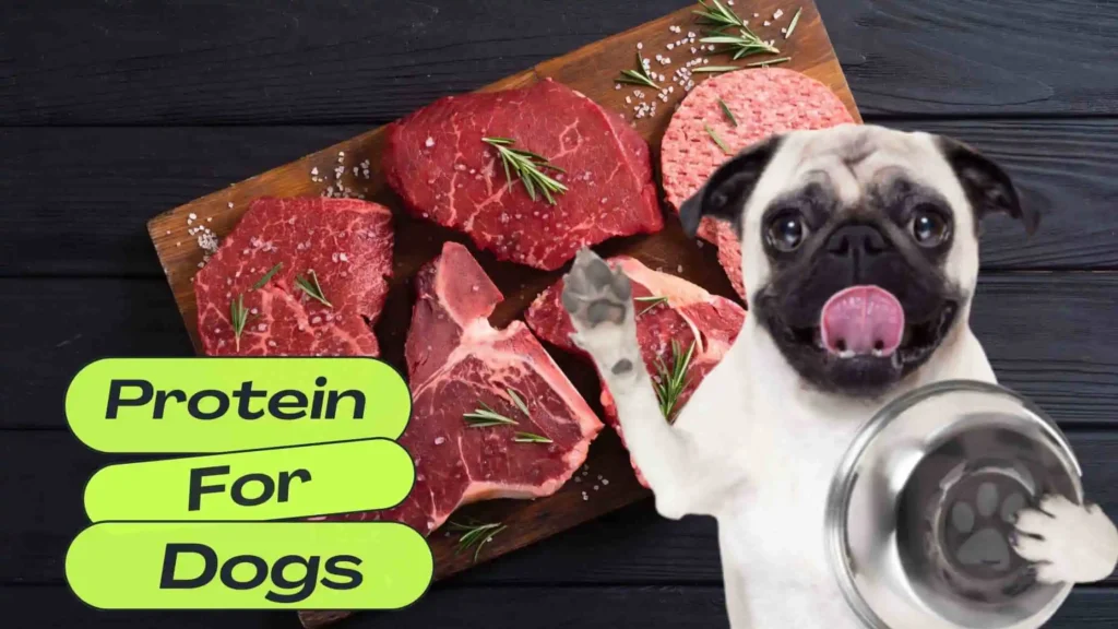 Protein for Dogs
