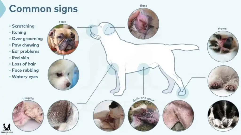 Symptoms of Allergies in Dogs