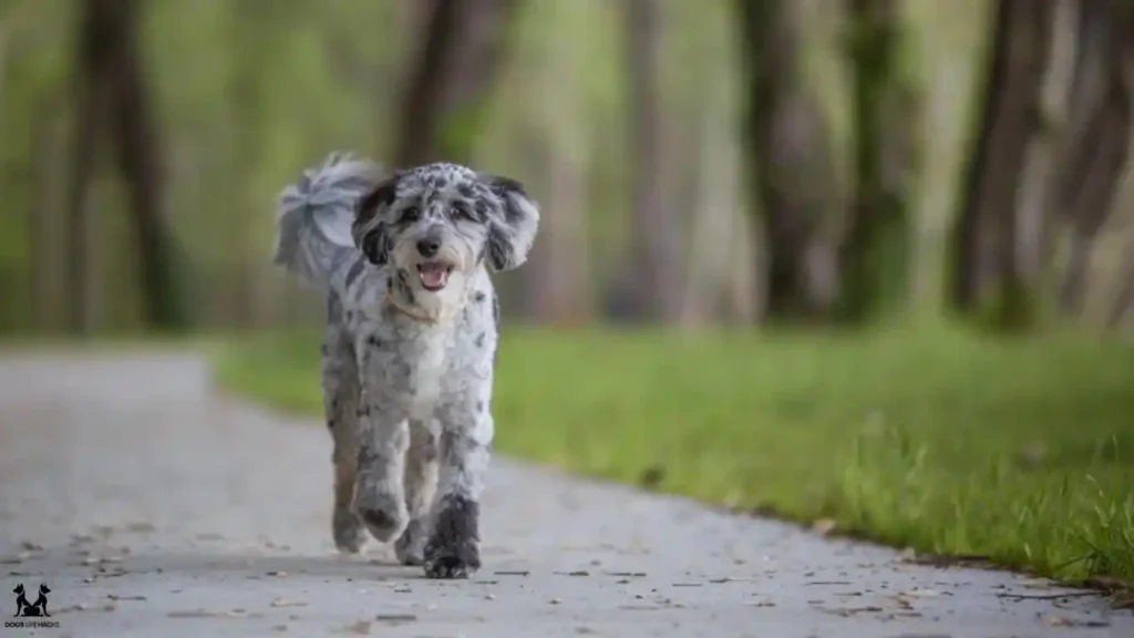 Temperament and Personality of Aussiedoodle