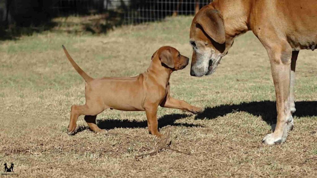 How To Get My Dog To Drink Water