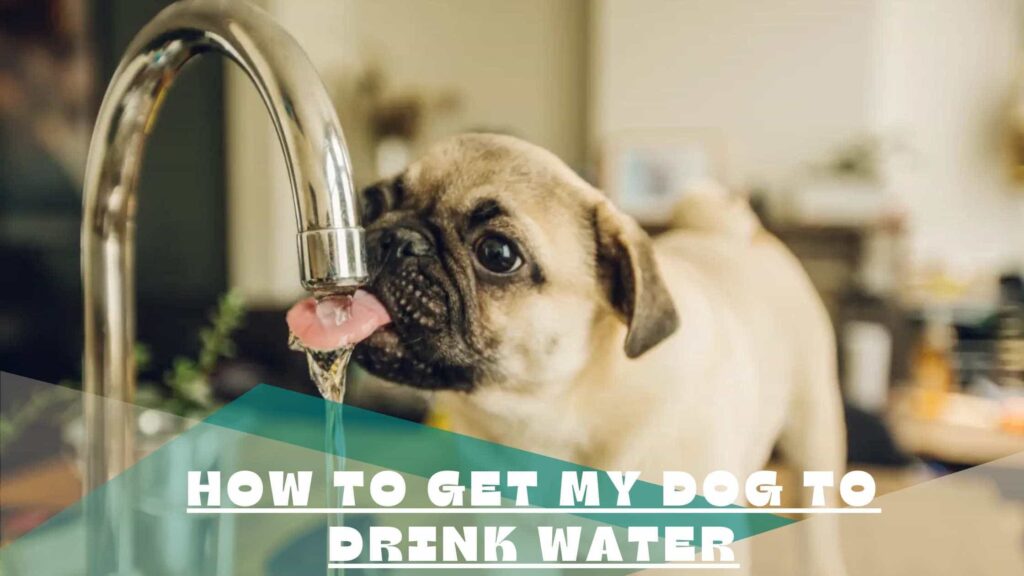 How To Get My Dog To Drink Water