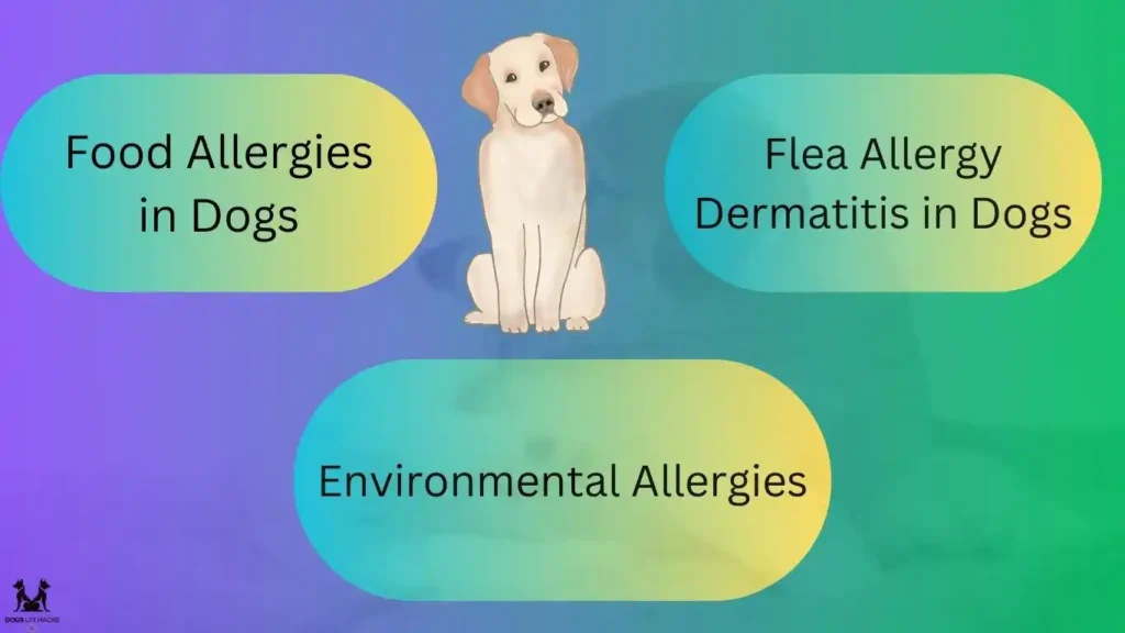 Types of Allergies in Dogs