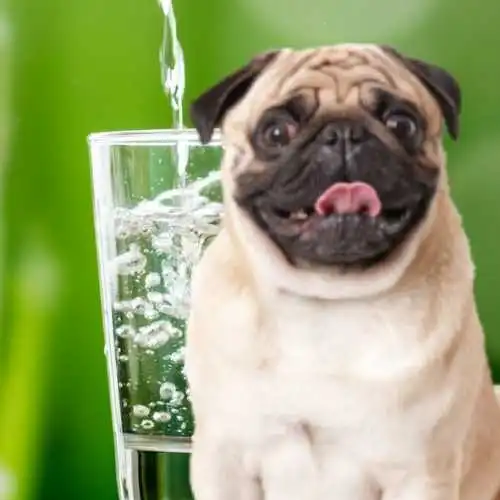 Can Dogs Drink Alkaline Water