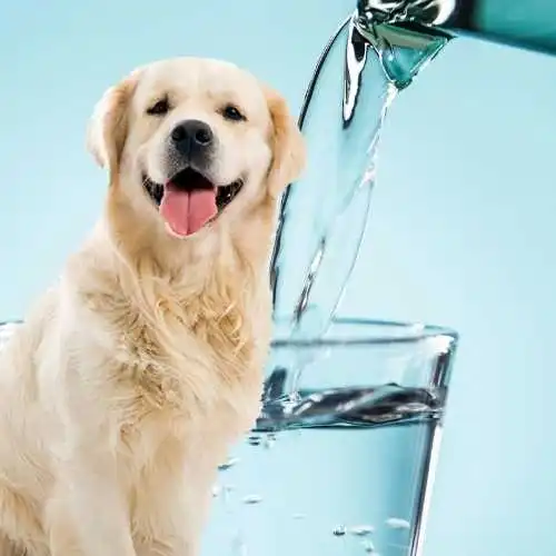 How To Get My Dog To Drink Water