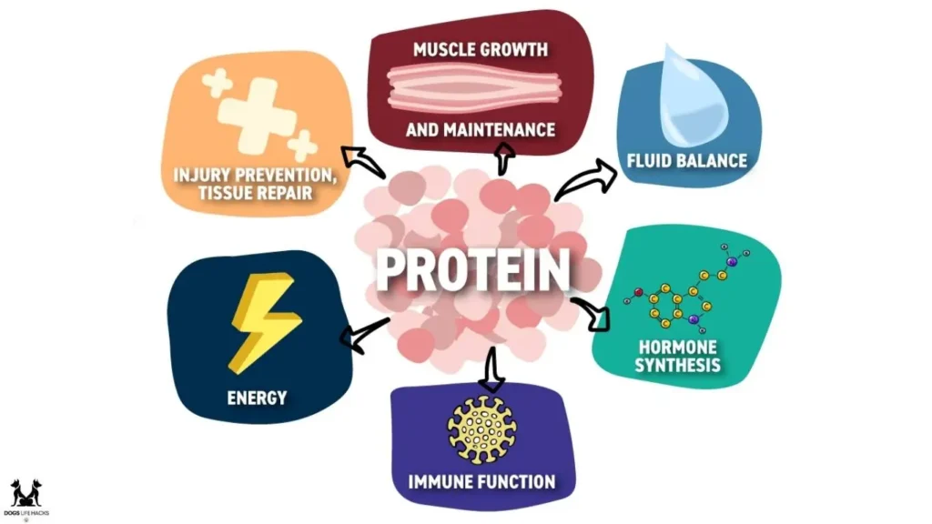 Importance of Protein Levels in Dog Food