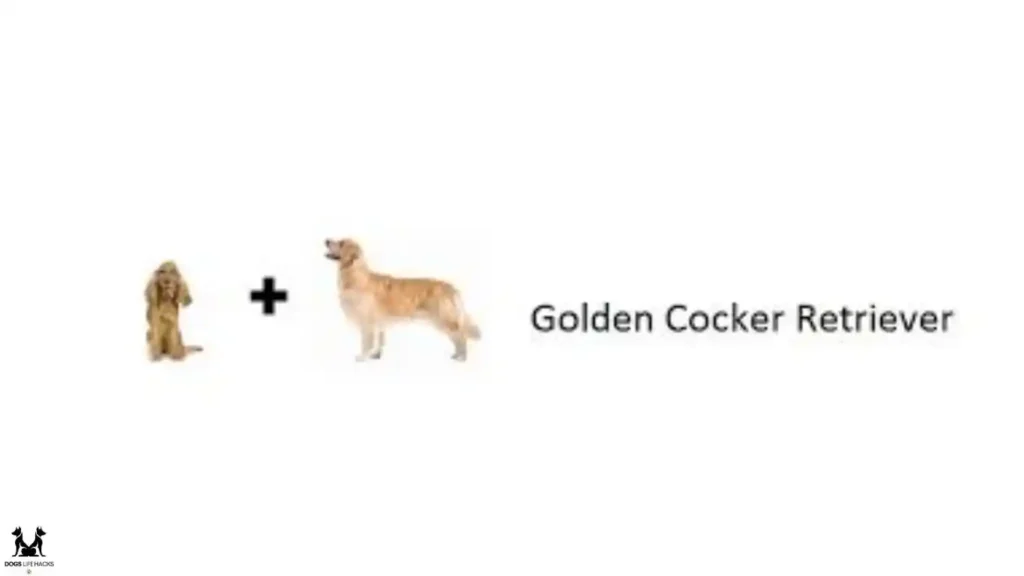 Golden Cocker Retriever Breed Overview
