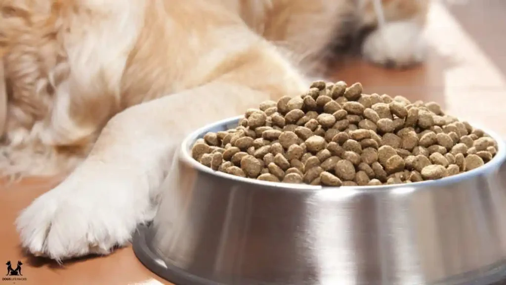 Golden Cocker Retriever Feeding