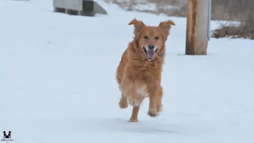 Golden Cocker Retriever: Tolerates Cold Weather