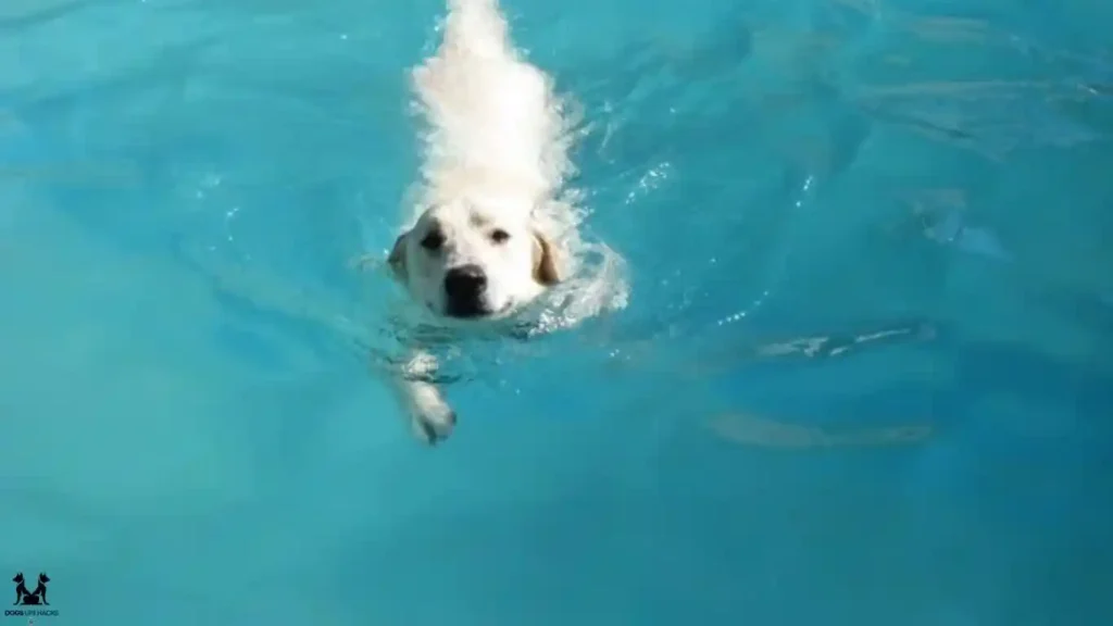 Golden Cocker Retriever: Tolerates Hot Weather