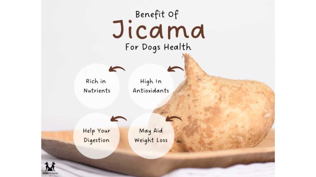 Can Dogs Have Jicama