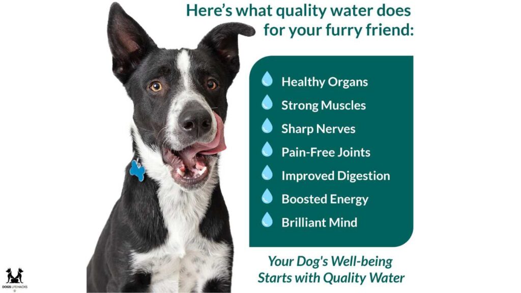 Can Dogs Drink Alkaline Water