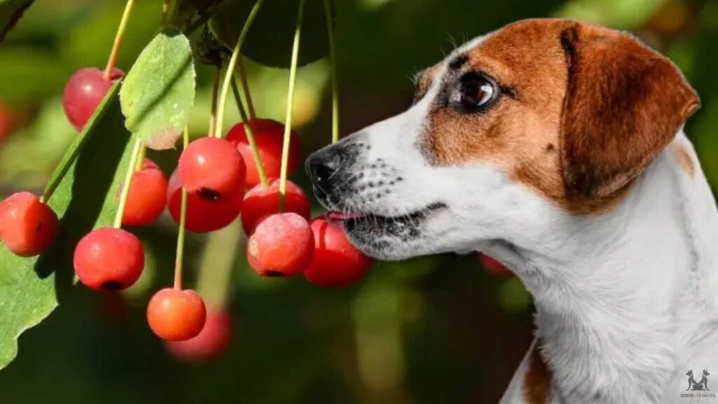 Can Dogs Eat Crab Apples