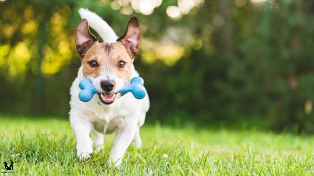 Can Dogs Eat Raw Chicken Bones
