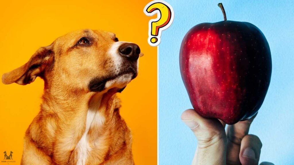 Can Dogs Eat Crab Apples
