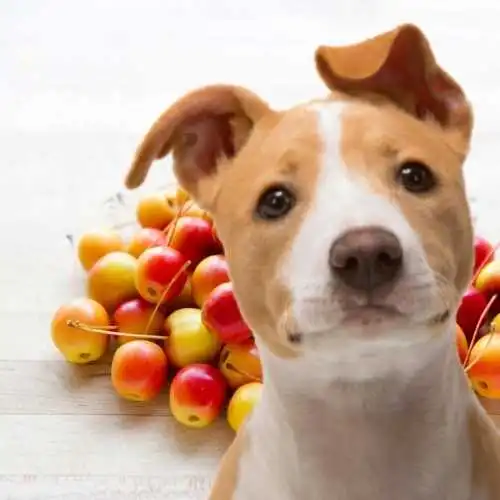 Can Dogs Eat Crab Apples