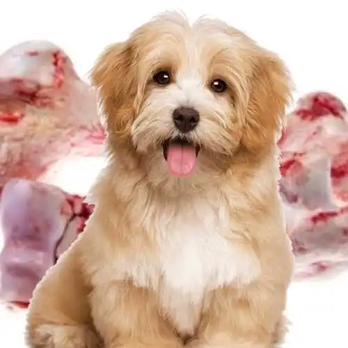 Can Dogs Eat Raw Chicken Bones