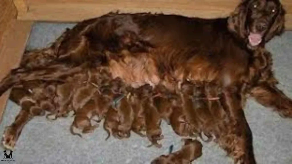 How Many Puppies Can a Dog Have?