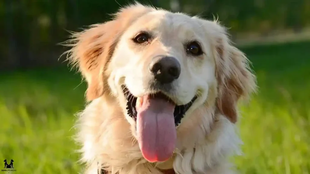 Golden Cocker Retriever Personality