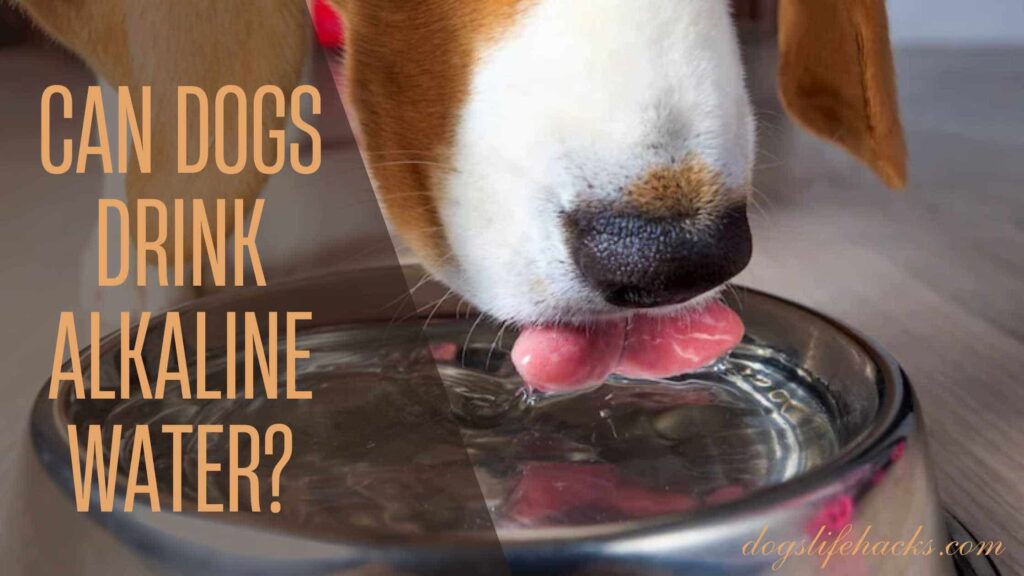 Can Dogs Drink Alkaline Water