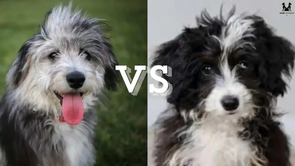 Differences Between Aussiedoodles and Mini Aussiedoodles