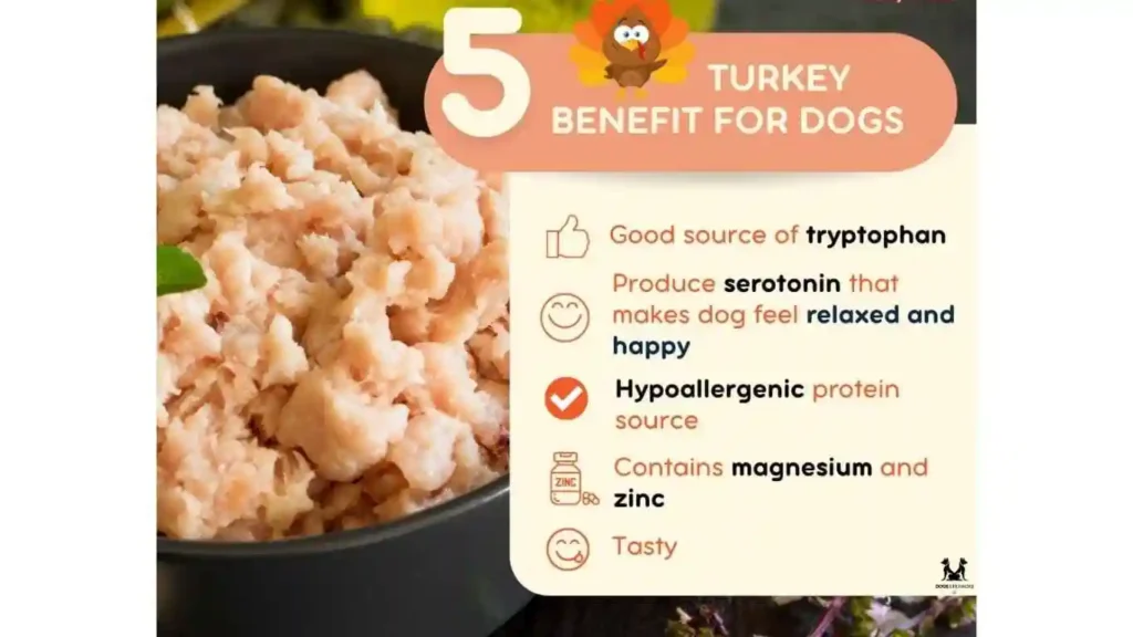 Benefits of Turkey Dog Food