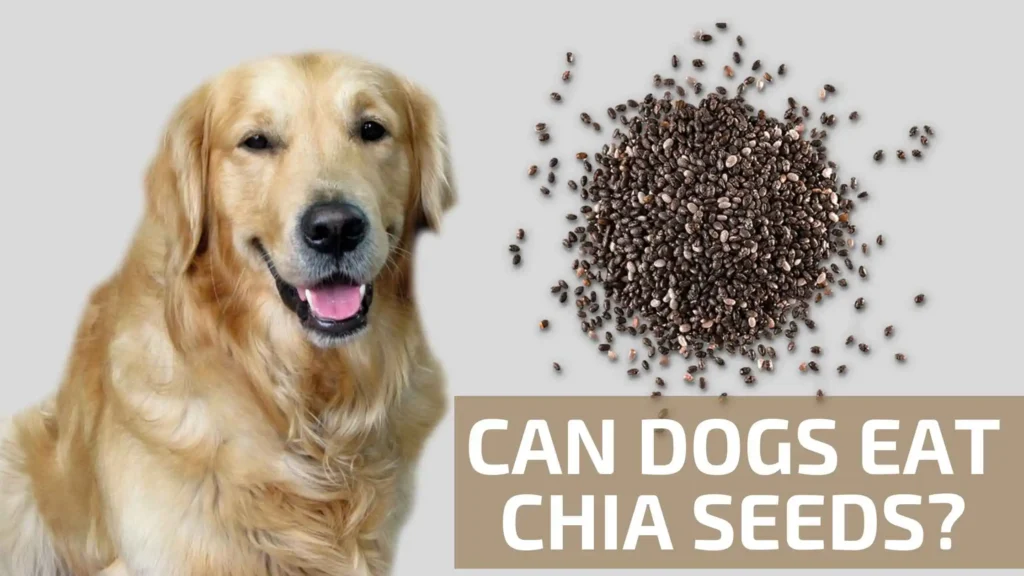 Can Dogs Eat Chia Seeds Banner