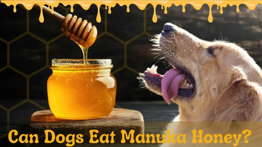 Can Dogs Eat Manuka Honey