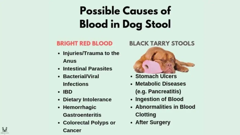 Causes of Blood in Dog Stool