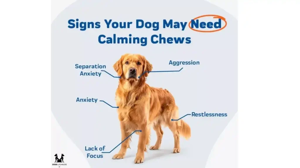 Chews for Dog Anxiety