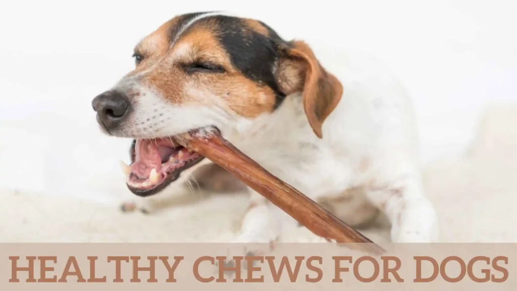 Chews for Dogs cover