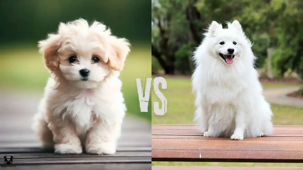 Chews for Puppies vs. Adult Dogs