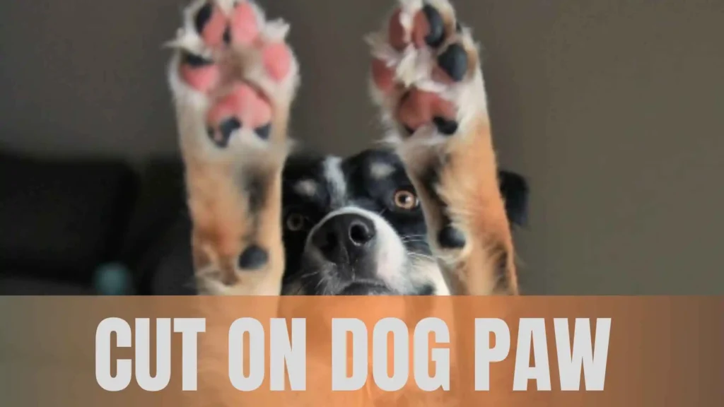 Cut On Dog Paw