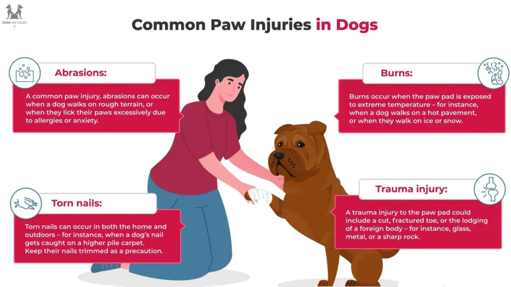 Common Causes of Paw Pad Injuries