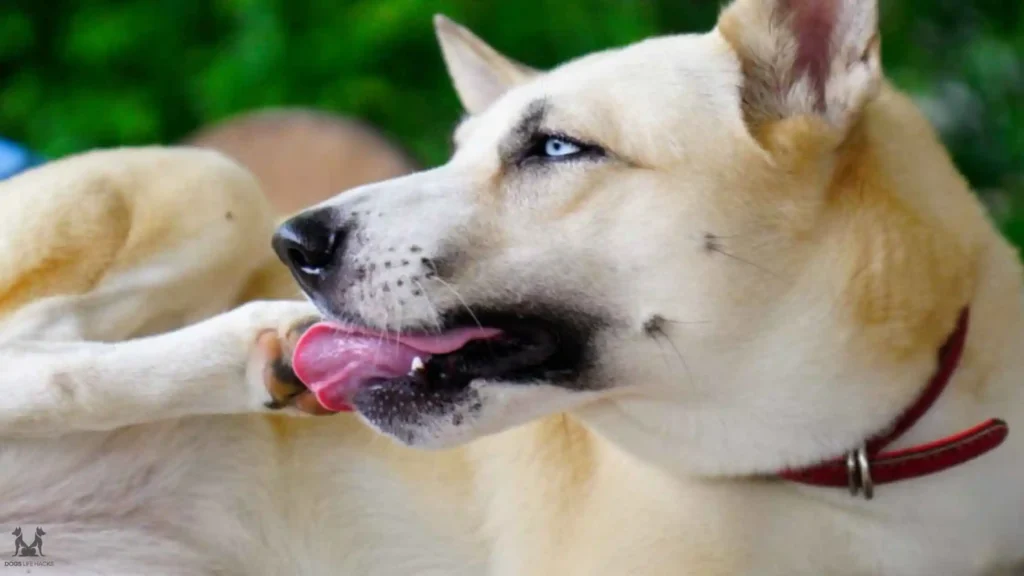 Dog Lick His Cut Paw