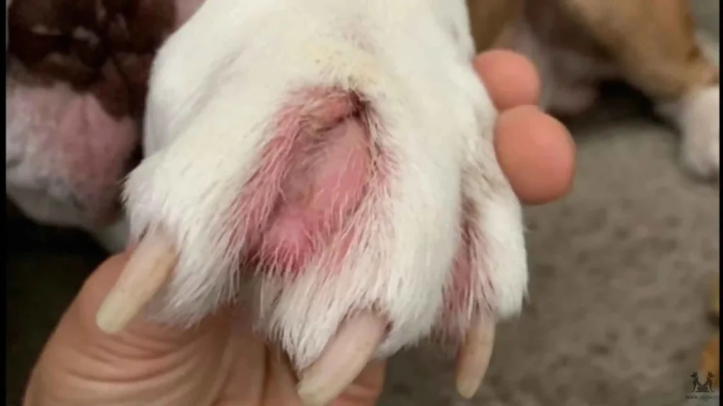 Cuts and Scrapes on paws