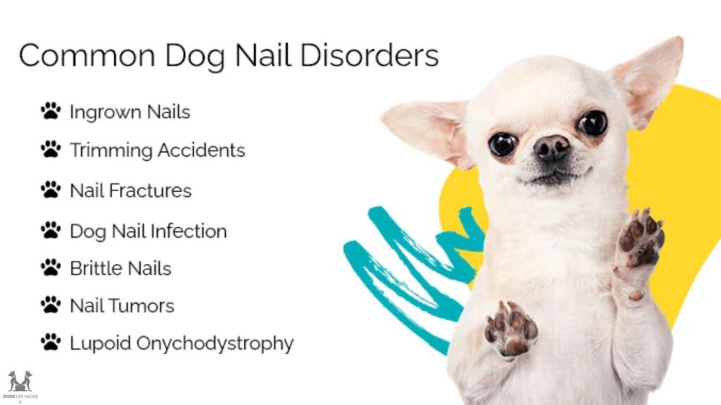 Common dog nail disorder