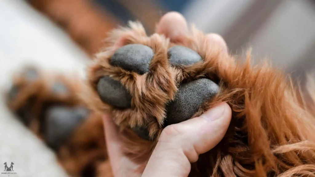 Foreign Bodies in dogs paws