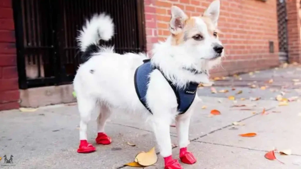 Protective Footwear for Dogs