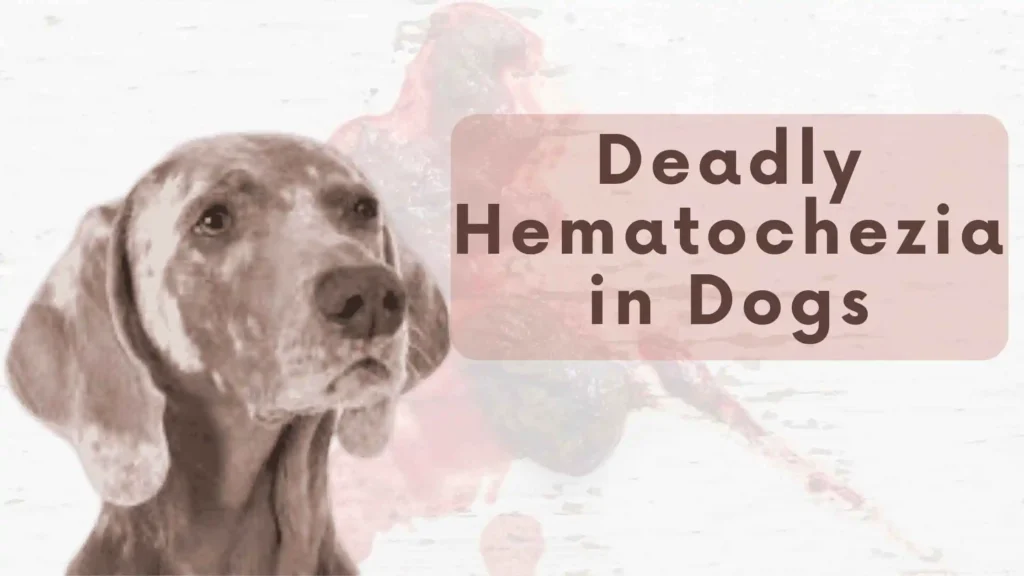 hematochezia in dogs