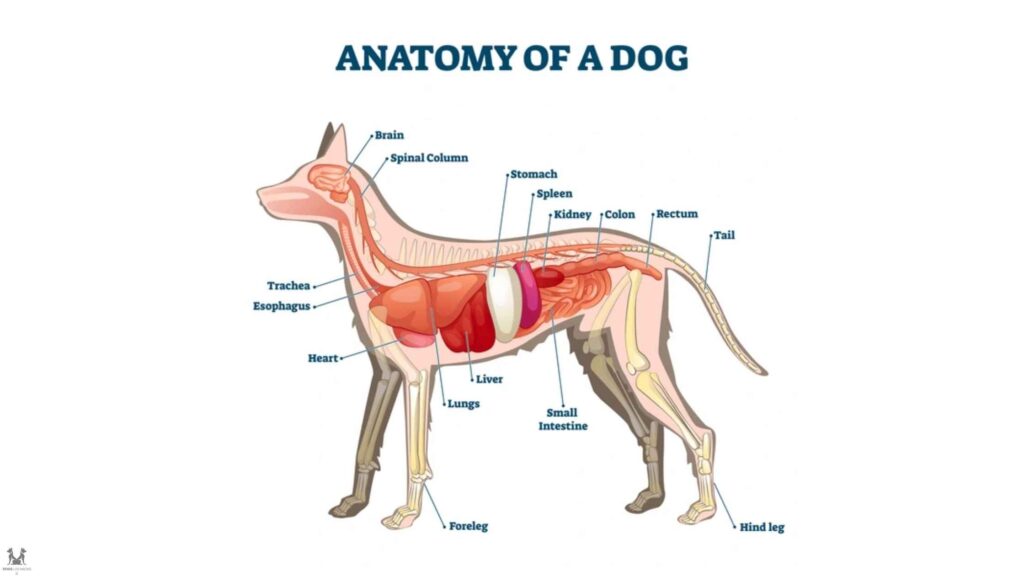 Diagnosis of Dog Rectal Bleeding