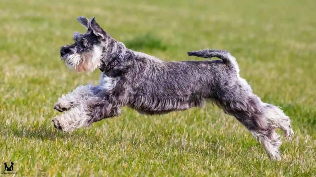 Exercise Needs of Giant Schnauzers