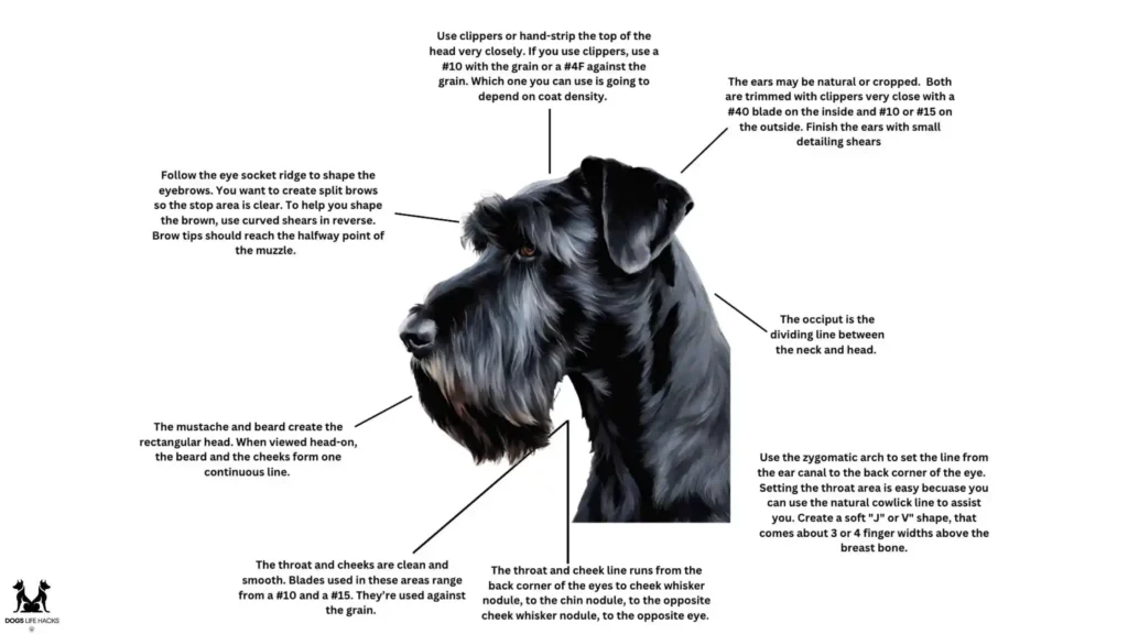 Grooming Tips for Giant Schnauzers