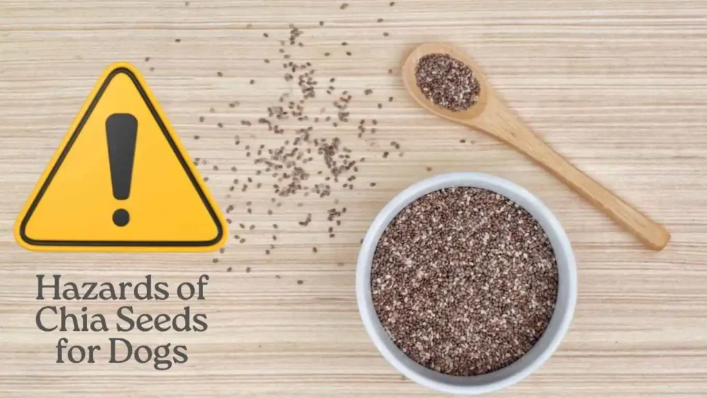 Hazards of Chia Seeds for Dogs