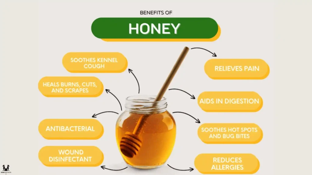 Health Benefits of Manuka Honey for Dogs