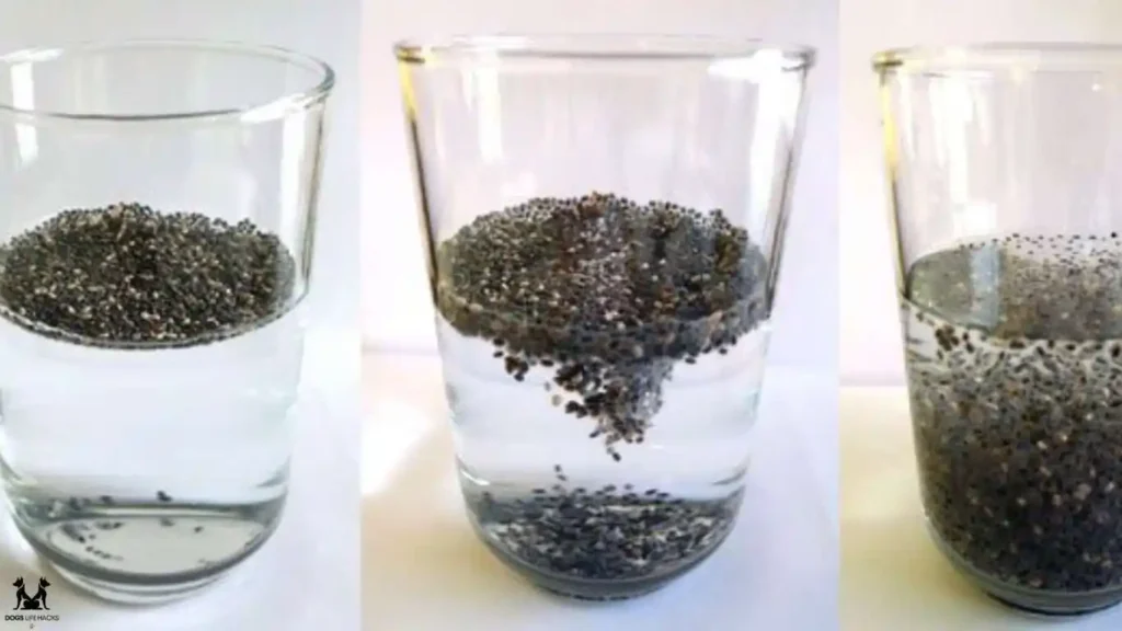 How to Prepare Chia Seeds for Dogs