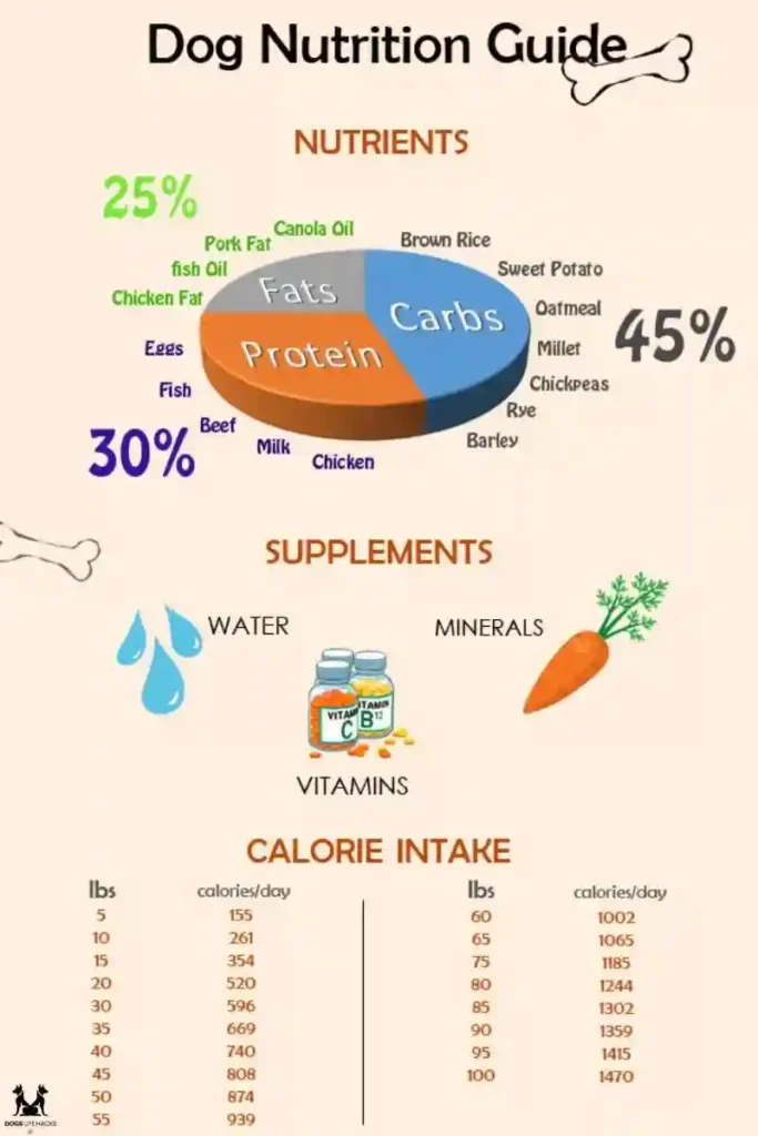 Nutritional Needs in a Dog’s Breakfast