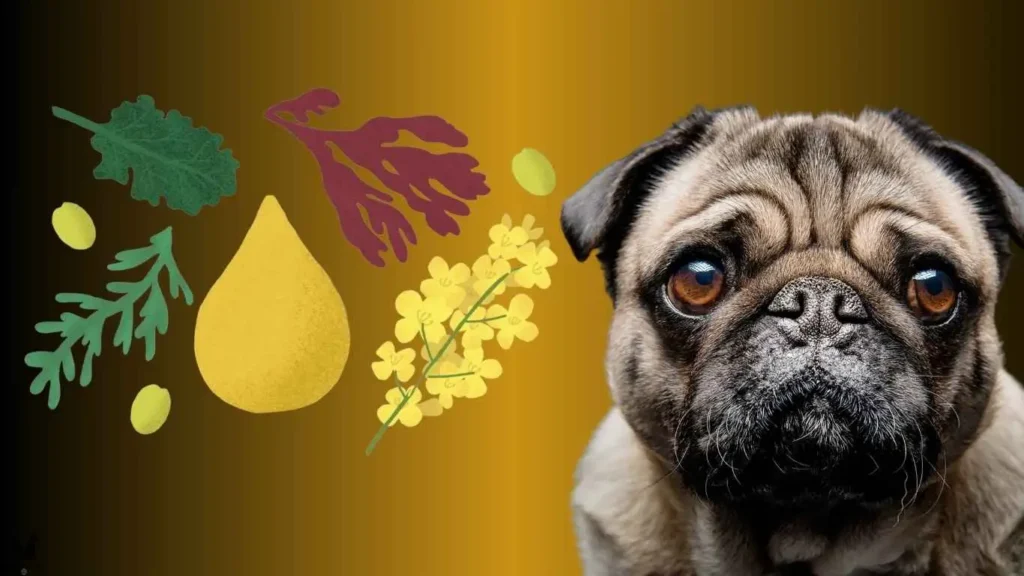 Omega-6 Fatty Acids in Safflower Oil for Dogs